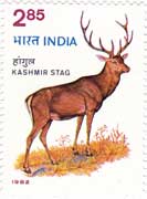 Kashmiri Stag