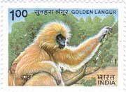 Indian Wild Life - Golden Langur