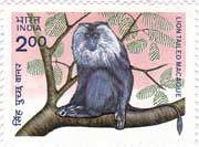 Indian Wild Life - Lion tailed Macaque