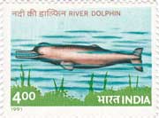 Marine Mammals - River Dolphin