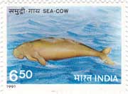 Marine Mammals - Sea Cow