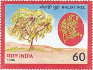 Khejri Tree