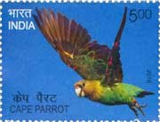 Cape Parrot