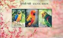 Exotic Birds