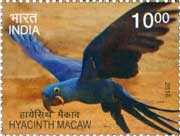 Hyacinth Macaw