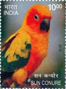 Sun Conure