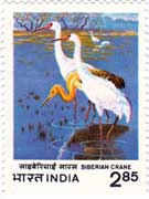 Siberian Crane