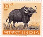Gaur (Wild Ox)