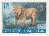 Indian Lion