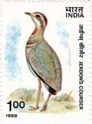 Jerdon's Courser