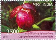 Orchid - Cypripedium himalaicum Rolfe