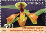 Orchid - Paphiopedilum villosum (Lindl.) Stein
