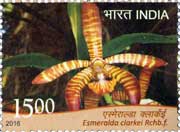 Orchid - Esmeralda clarkei Rchb.f. 