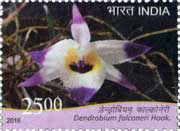 Orchid - Dendrobium falconeri Hook