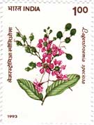Flowering Plants - Lagerstroemia speciosa