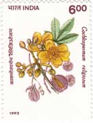 Flowering Plants - Cochlospermum religiosum