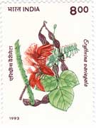 Flowering Plants - Erythrina variegata