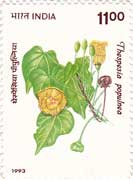 Flowering Plants - Thespesia populnea