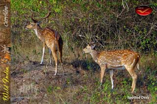 Set of Picture Postcards on “Mammals of India” from North Karnataka Postal Circle