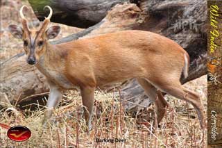 Set of Picture Postcards on “Mammals of India” from North Karnataka Postal Circle