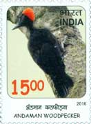 Andaman Woodpecker