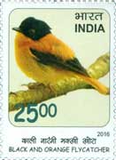 Black & Orange Flycatcher