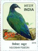 Nicobar Pigeon