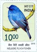Nilgiri Flycatcher