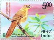 Broad Tailed Grass Warbler