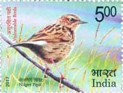 Nilgiri Pipit
