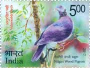 Nilgiri Wood Pigeon