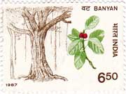 Indian Trees - Banyan