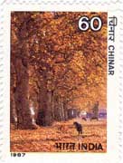 Indian Trees - Chinar