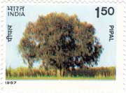 Indian Trees - Pipal