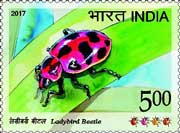 Ladybird Beetle
