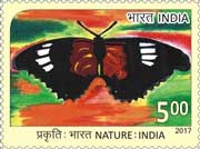 Nature India - Butterfly