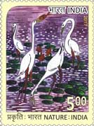 Nature India - Crane