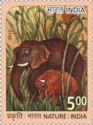 Nature India - Elephant