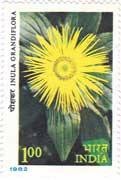 Himalayan Flowers - Inula grandiflora