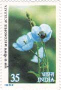Himalayan Flowers - Blue Poppy