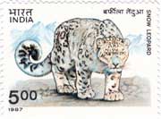 Wildlife - Snow Leopard