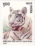 Wildlife - White Tiger