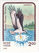 Birds of Prey - Osprey