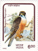 Birds of Prey - Shahin Falcon