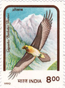 Birds of Prey - Himalayan Bearded Vulture