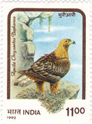 Birds of Prey - Himalayan Golden Eagle