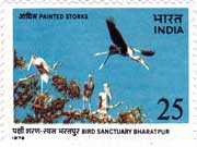Bird Sanctuary Bharatpur - Painted Storks
