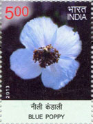 Blue Poppy
