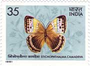 Stichophthalma Camadeva