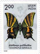 Teinopalpus Imperialis